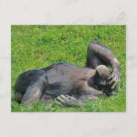 Chimpanzé de détente - carte postale
