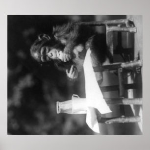 Chimpanzé posé au Tableau au zoo national