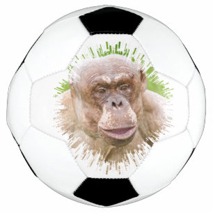 Chimpanzé sans cheveux