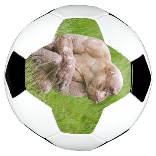 Chimpanzé sans cheveux (Tourné)