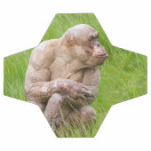 Chimpanzé sans cheveux (Plat)