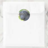Chimpanzé - Sticker (Sac)