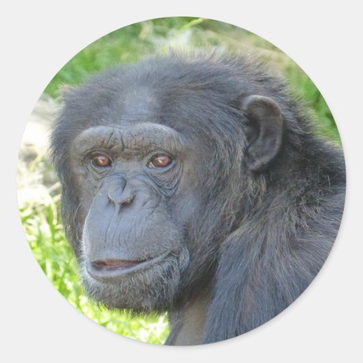 Chimpanzé - Sticker (Devant)