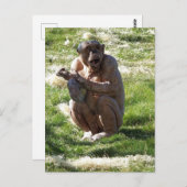CHIMPANZEE BRIEFKAART (Voorkant / Achterkant)