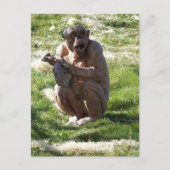 CHIMPANZEE BRIEFKAART (Voorkant)