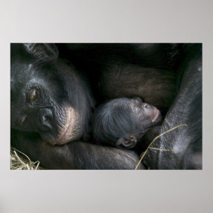CHIMPANZEE MOEDER EN KIND POSTER