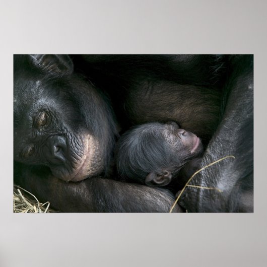 CHIMPANZEE MOEDER EN KIND POSTER (Voorkant)