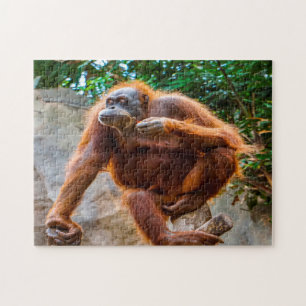 Chimpanzee Monkey. Jigzaag Puzzle Legpuzzel