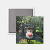 CHIMPANZEE & OERWOUD Primaat Wildlife Kunstmagneet Magneet (Voorkant / Achterkant)