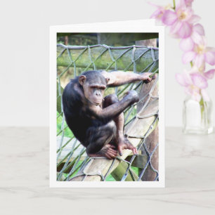 Chimpanzee Portrait Kaart