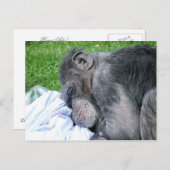 CHIMPANZES BRIEFKAART (Voorkant / Achterkant)