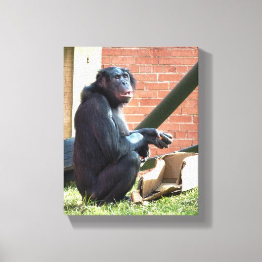 CHIMPANZES CANVAS AFDRUK (Voorkant)