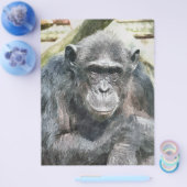 CHIMPANZES FLYER (Enkel)