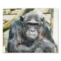 CHIMPANZES