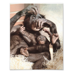 CHIMPANZES FOTO AFDRUK