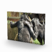 CHIMPANZES FOTOBLOKKEN (Rechts)