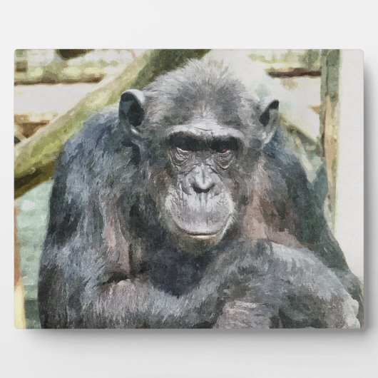 CHIMPANZES FOTOPLAAT (Voorkant)