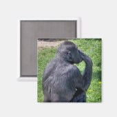 CHIMPANZES MAGNEET (Voorkant / Achterkant)