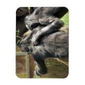CHIMPANZES MAGNEET (Verticaal)
