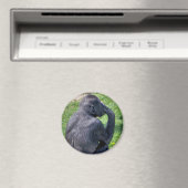 CHIMPANZES MAGNEET (Insitu (Vaatwasser))