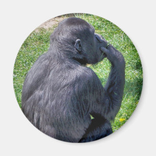 CHIMPANZES MAGNEET