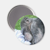 CHIMPANZES MAGNEET (Voorkant / Achterkant)