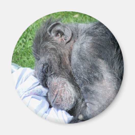 CHIMPANZES MAGNEET (Voorkant)