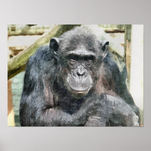 CHIMPANZES POSTER (Voorkant)