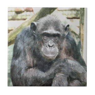 CHIMPANZES TEGELTJE