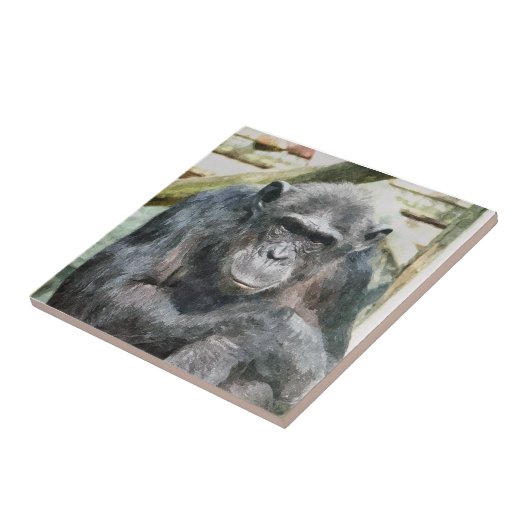 CHIMPANZES TEGELTJE (Zijkant)