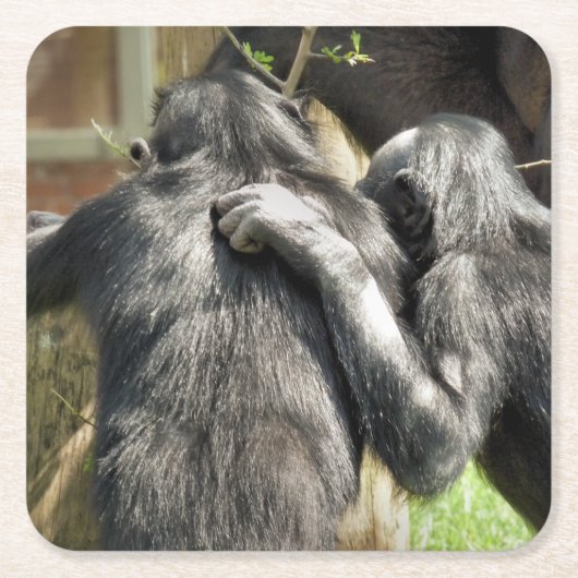 CHIMPANZES VIERKANTE KARTONNEN ONDERZETTER (Voorkant)