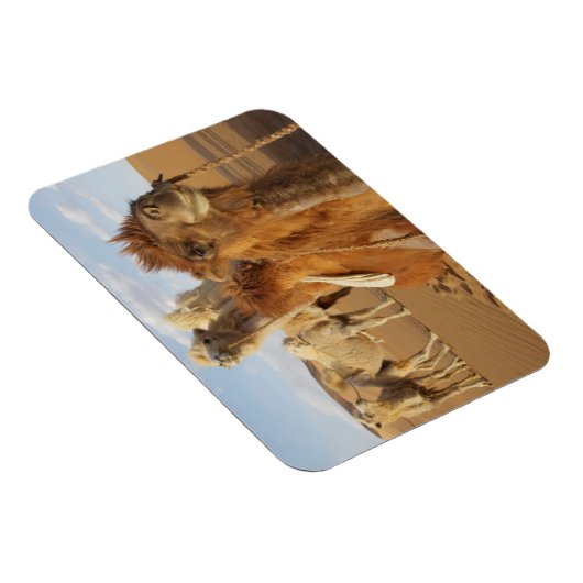 China, Binnen-Mongolië, Badain Jaran woestijn 2 Magneet (Rechterzijde)