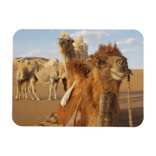 China, Binnen-Mongolië, Badain Jaran woestijn 2 Magneet