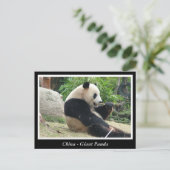 China - Giant panda Briefkaart (Staand voorkant)