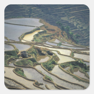 China, provincie Yunnan. Ondergelopen rijstterrass Vierkante Sticker