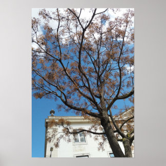 Chinaberrieboom in Lissabon Poster