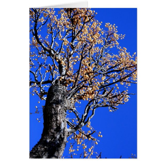 Chinaberry-boom (Voorkant)