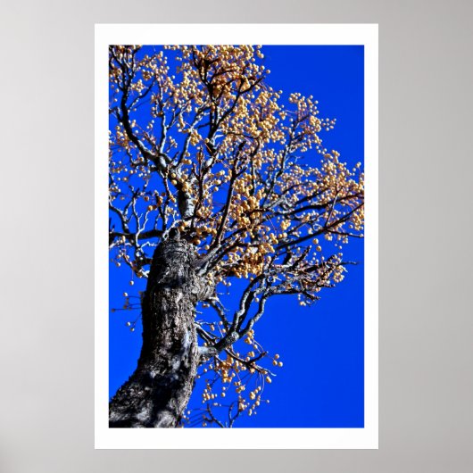 Chinaberry Tree tegen Azure Sky Poster (Voorkant)
