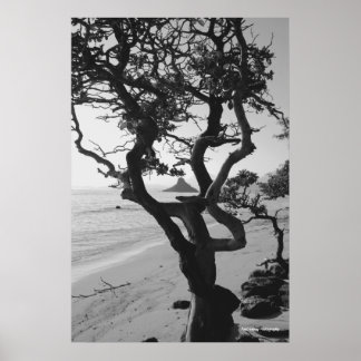 Chinamans Pet Poster