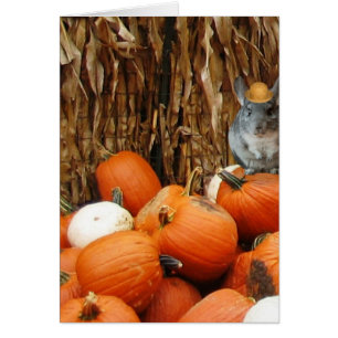 Chinchilla