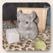 Chinchilla