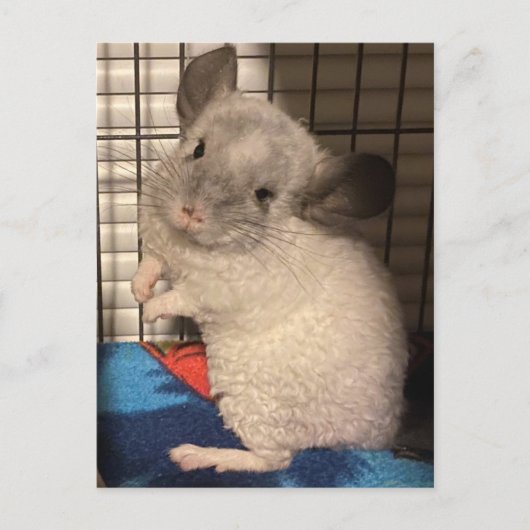 Chinchilla briefkaart (Voorkant)