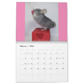 Chinchilla Calendar Kalender (Feb 2026)