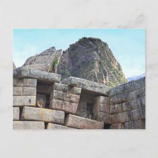 Chinchilla in Machu Picchu, Peru Briefkaart (Voorkant)