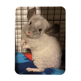 chinchilla magneet
