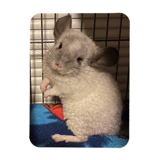 chinchilla magneet (Verticaal)