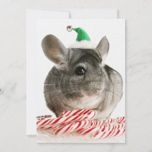 Chinchilla met snoeprietjes