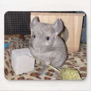 chinchilla muismat