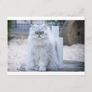 chinchilla persian briefkaart