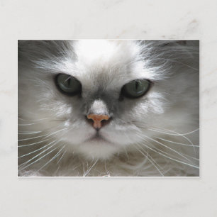 Chinchilla Persian Cat Briefkaart